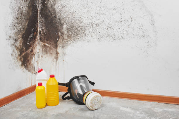 Best Attic Mold Removal  in Mount Ora, OH