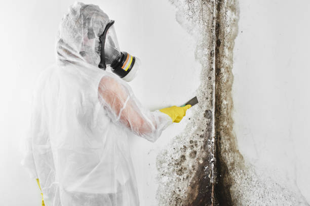 Best Black Mold Removal  in Mount Ora, OH