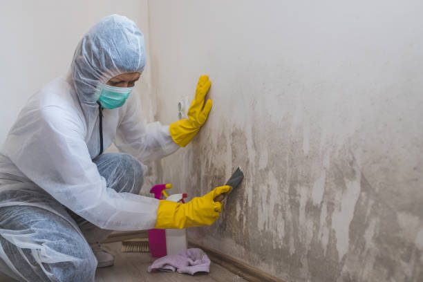 Home Mold Removal in Mount Ora, OH