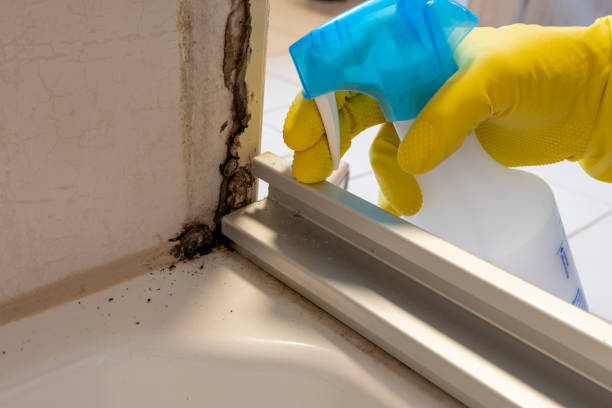 Best Same-Day Mold Removal  in Mount Ora, OH