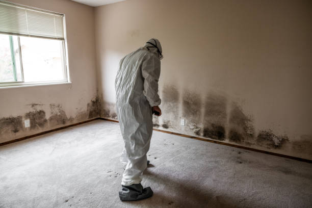 Best Fast Mold Removal  in Mount Ora, OH