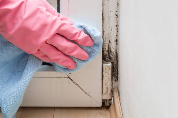 Best Commercial Mold Removal  in Mount Ora, OH