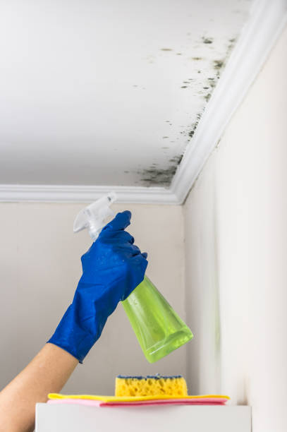 Attic Mold Removal in Mount Ora, OH