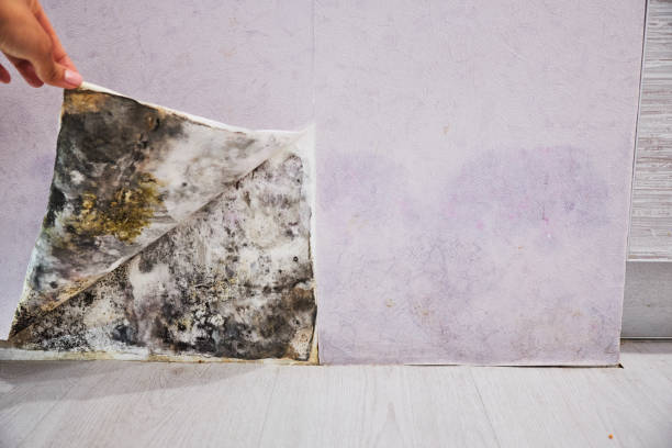 Best Professional Mold Removal  in Mount Ora, OH